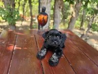 Ivy- AKC , Imported champion lines, a female Miniature Schnauzer for sale in Saratoga Springs, UT – 4 of 4