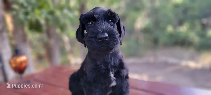 Sloane– AKC Black Giant Schnauzer Puppy | Russian Champion Lines – Giant Schnauzer puppy for sale in Saratoga Springs, UT