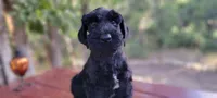 Sloane– AKC Black Giant Schnauzer Puppy | Russian Champion Lines, a female Giant Schnauzer for sale in Saratoga Springs, UT – 1 of 9