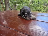 Jacob – AKC Liver & Tan Miniature Schnauzer Puppy, a male Miniature Schnauzer for sale in Saratoga Springs, UT – 3 of 6