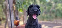 Sabine – AKC Black Giant Schnauzer Puppy | Russian Champion Lines, a female Giant Schnauzer for sale in Saratoga Springs, UT – 5 of 8