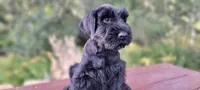 Vesper – AKC Black Giant Schnauzer Puppy | Russian Champion Lines, a female Giant Schnauzer for sale in Saratoga Springs, UT – 8 of 9