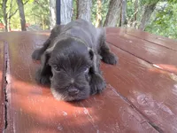 Jasper – AKC Solid Liver Miniature Schnauzer Puppy, a male Miniature Schnauzer for sale in Saratoga Springs, UT – 4 of 4