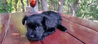 Winston, a male Miniature Schnauzer for sale in Saratoga Springs, UT – 2 of 2