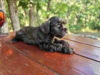 Harry — AKC Liver Miniature Schnauzer, Ready Now, a male Miniature Schnauzer for sale in Saratoga Springs, UT – 2 of 7