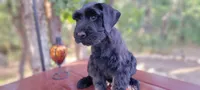 Sabine – AKC Black Giant Schnauzer Puppy | Russian Champion Lines, a female Giant Schnauzer for sale in Saratoga Springs, UT – 6 of 8