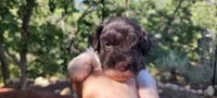 River, a male Miniature Schnauzer for sale in Saratoga Springs, UT – 3 of 3