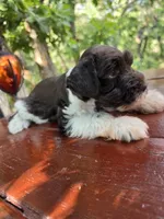 River , AKC miniature schnauzer, a male Miniature Schnauzer for sale in Saratoga Springs, UT – 3 of 8