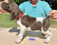 Gibbs, a female German Shorthaired Pointer for sale in Atwater, CA – Photo 2 of 2