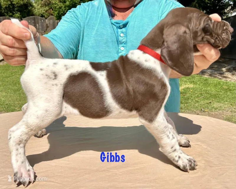 Gibbs – German Shorthaired Pointer puppy for sale in Atwater, CA