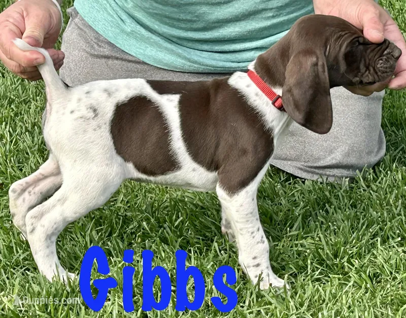 Gibbs – German Shorthaired Pointer puppy for sale in Atwater, CA