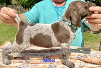 McGee, a female German Shorthaired Pointer for sale in Atwater, CA – Photo 2 of 2