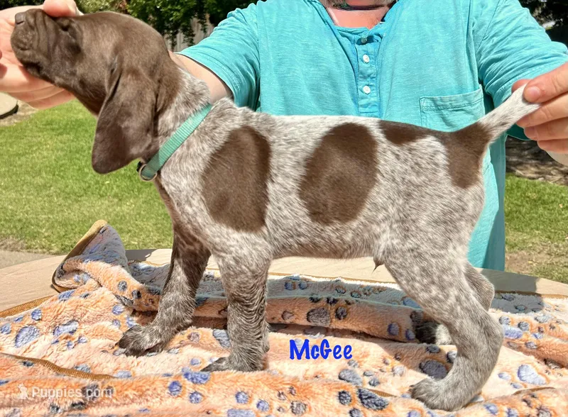 McGee – German Shorthaired Pointer puppy for sale in Atwater, CA