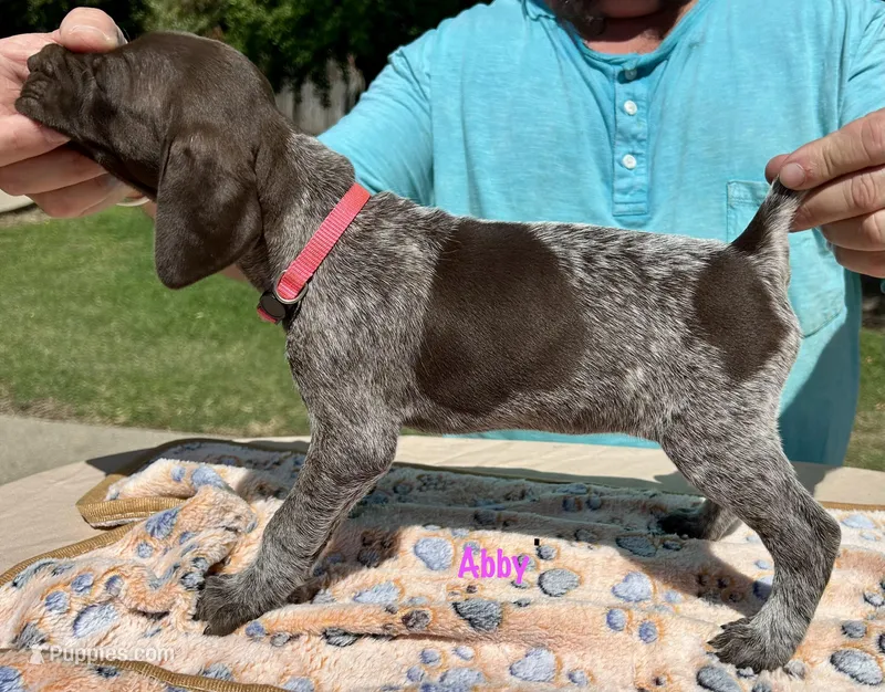Abby – German Shorthaired Pointer puppy for sale in Atwater, CA
