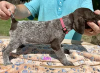 Abby, a female German Shorthaired Pointer for sale in Atwater, CA – Photo 2 of 2