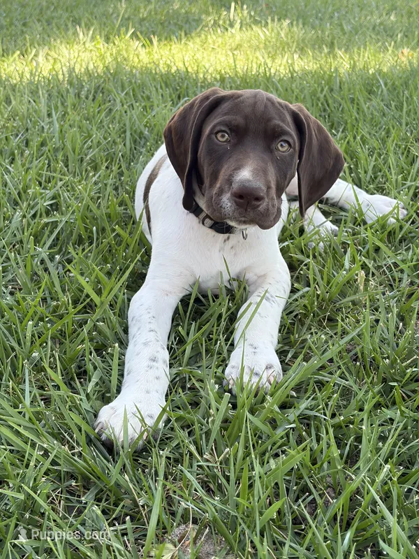Bubba – German Shorthaired Pointer puppy for sale in Atwater, CA