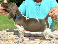 Vance, a female German Shorthaired Pointer for sale in Atwater, CA – Photo 2 of 2