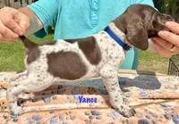 Vance, a female German Shorthaired Pointer for sale in Atwater, CA – Photo 1 of 2