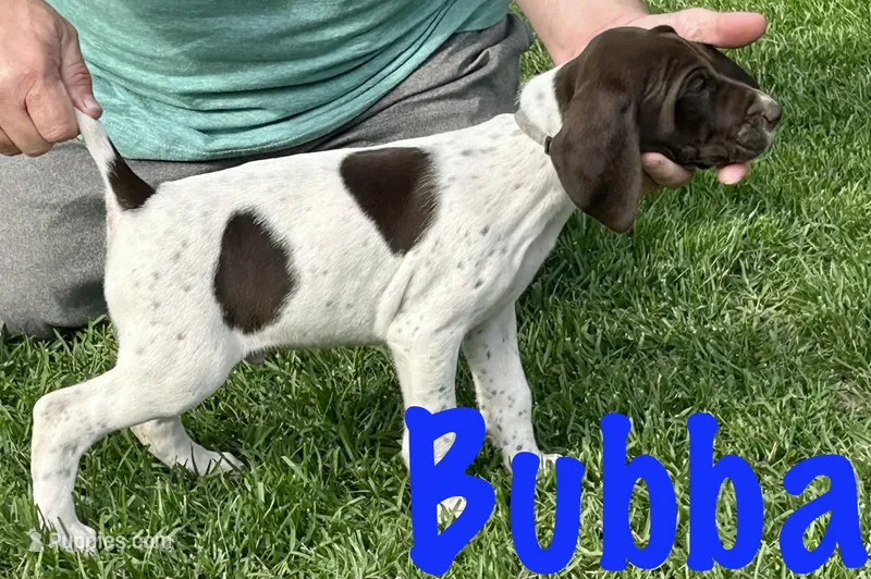 Bubba – German Shorthaired Pointer puppy for sale in Atwater, CA