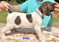Bubba, a female German Shorthaired Pointer for sale in Atwater, CA – Photo 2 of 2