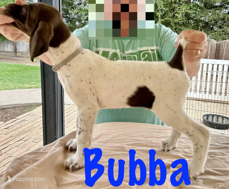 Bubba – German Shorthaired Pointer puppy for sale in Atwater, CA