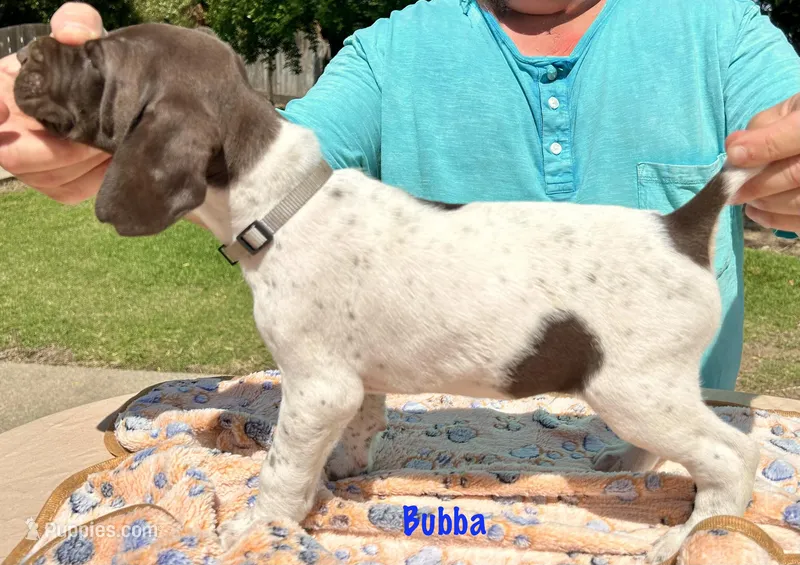 Bubba – German Shorthaired Pointer puppy for sale in Atwater, CA