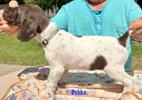 Bubba, a female German Shorthaired Pointer for sale in Atwater, CA – Photo 1 of 2