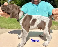 Torres, a female German Shorthaired Pointer for sale in Atwater, CA – Photo 2 of 2