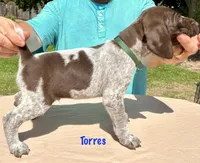 Torres, a female German Shorthaired Pointer for sale in Atwater, CA – Photo 1 of 2