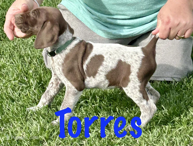 Torres – German Shorthaired Pointer puppy for sale in Atwater, CA