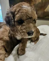 Brownie, a female Goldendoodle and Miniature Goldendoodle for sale in Ozark, MO – 6 of 7