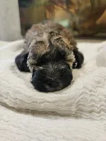 Brindle, a male Goldendoodle and Miniature Goldendoodle for sale in Ozark, MO – 4 of 6