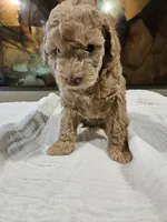 Goldie, a female Goldendoodle and Miniature Goldendoodle for sale in Ozark, MO – 6 of 7