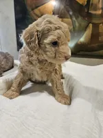 Goldie, a female Goldendoodle and Miniature Goldendoodle for sale in Ozark, MO – 5 of 7
