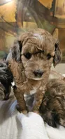 Brownie, a female Goldendoodle and Miniature Goldendoodle for sale in Ozark, MO – 5 of 7