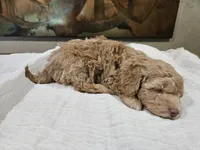 Goldie, a female Goldendoodle and Miniature Goldendoodle for sale in Ozark, MO – 7 of 7