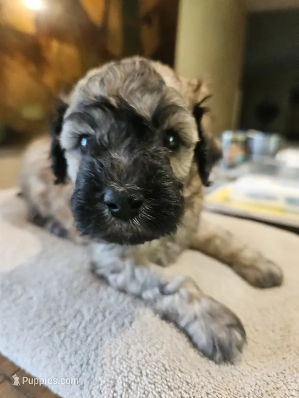 Brindle – Goldendoodle, Miniature Goldendoodle puppy for sale in Ozark, MO