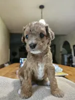 Brownie, a female Goldendoodle and Miniature Goldendoodle for sale in Ozark, MO – 1 of 7