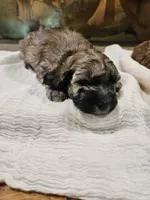 Brindle, a male Goldendoodle and Miniature Goldendoodle for sale in Ozark, MO – 3 of 6