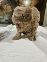 Goldie, a female Goldendoodle and Miniature Goldendoodle for sale in Ozark, MO – 3 of 7