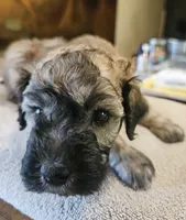 Brindle, a male Goldendoodle and Miniature Goldendoodle for sale in Ozark, MO – 5 of 6