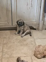 Brindle, a male Goldendoodle and Miniature Goldendoodle for sale in Ozark, MO – 6 of 6