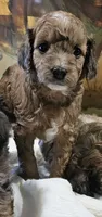 Brownie, a female Goldendoodle and Miniature Goldendoodle for sale in Ozark, MO – 3 of 7