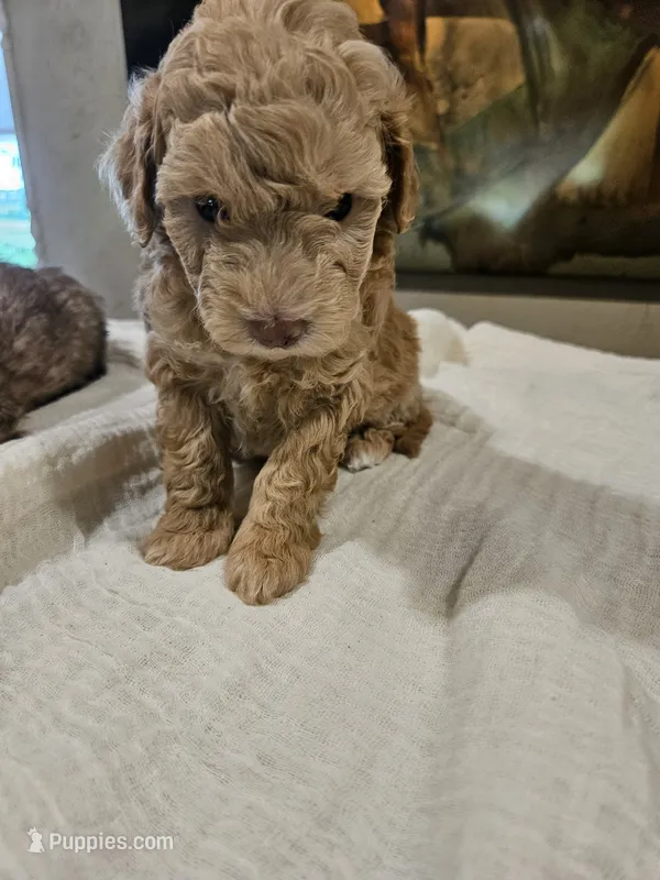 Goldie – Goldendoodle, Miniature Goldendoodle puppy for sale in Ozark, MO