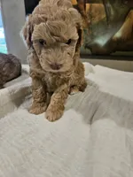 Goldie, a female Goldendoodle and Miniature Goldendoodle for sale in Ozark, MO – 1 of 7