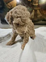 Goldie, a female Goldendoodle and Miniature Goldendoodle for sale in Ozark, MO – 4 of 7