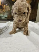Goldie, a female Goldendoodle and Miniature Goldendoodle for sale in Ozark, MO – 2 of 7