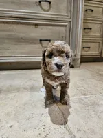 Brownie, a female Goldendoodle and Miniature Goldendoodle for sale in Ozark, MO – 2 of 7