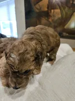 Brownie, a female Goldendoodle and Miniature Goldendoodle for sale in Ozark, MO – 7 of 7
