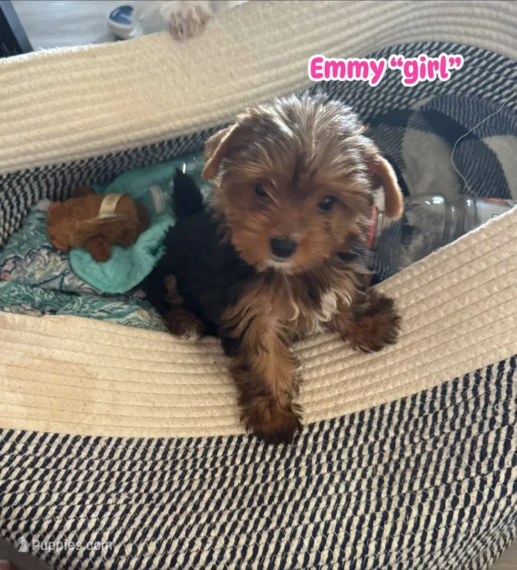 Emmy – Yorkshire Terrier puppy for sale in Bath, NC